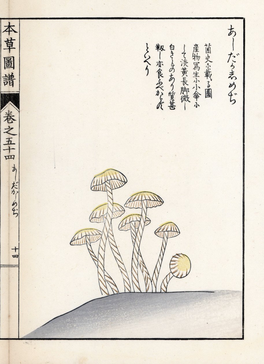 Champignons : shimeji ashitaka - Estampe japonaise par Kanen Iwasaki (1786-1842), de "Honzo Zufu", guide illustratif des plantes médicinales - Unbekannter Künstler