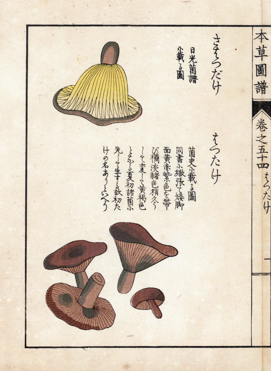 Champignons : variétés de lactaires précoces (comestibles) - Estampe japonaise par Kanen Iwasaki (1786-1842), de "Honzo Zufu", guide illustratif des plantes médicinales - Unbekannter Künstler