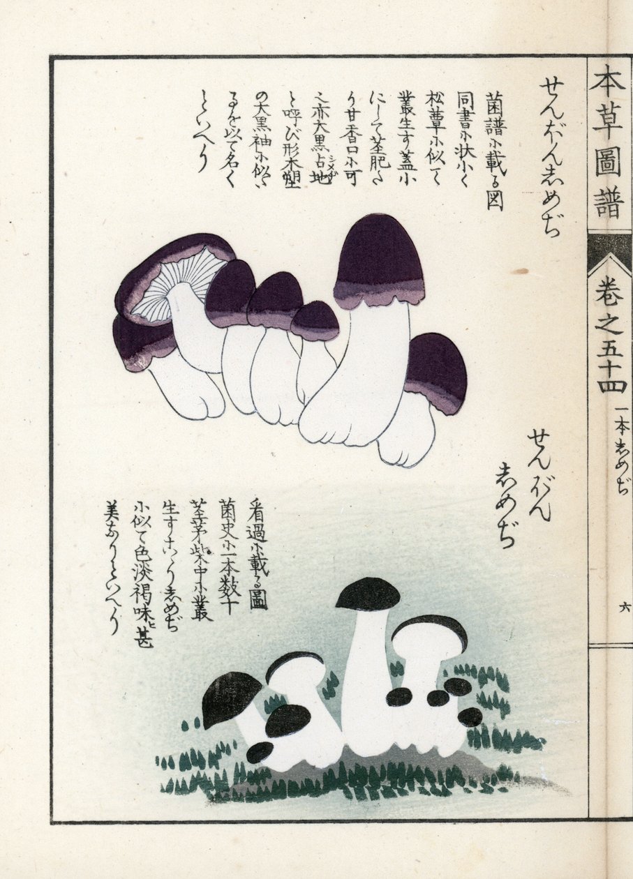 Champignons : variétés de shimeji (comestibles) - Estampe japonaise par Kanen Iwasaki (1786-1842), de "Honzo Zufu", guide illustratif des plantes médicinales - Unbekannter Künstler