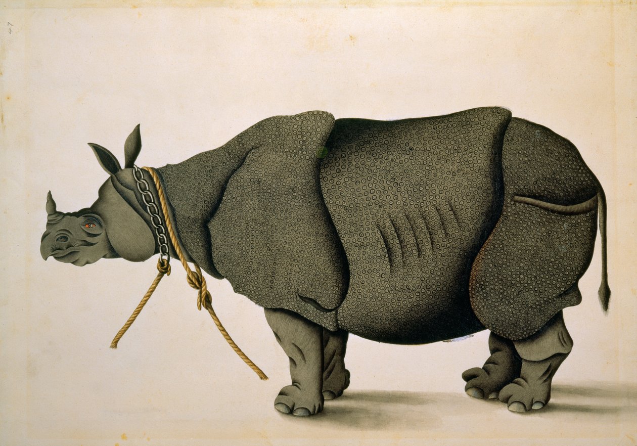 Rhinocéros possiblement de la collection Francis Buchanan, c.1800, artiste inconnu - Unbekannter Künstler