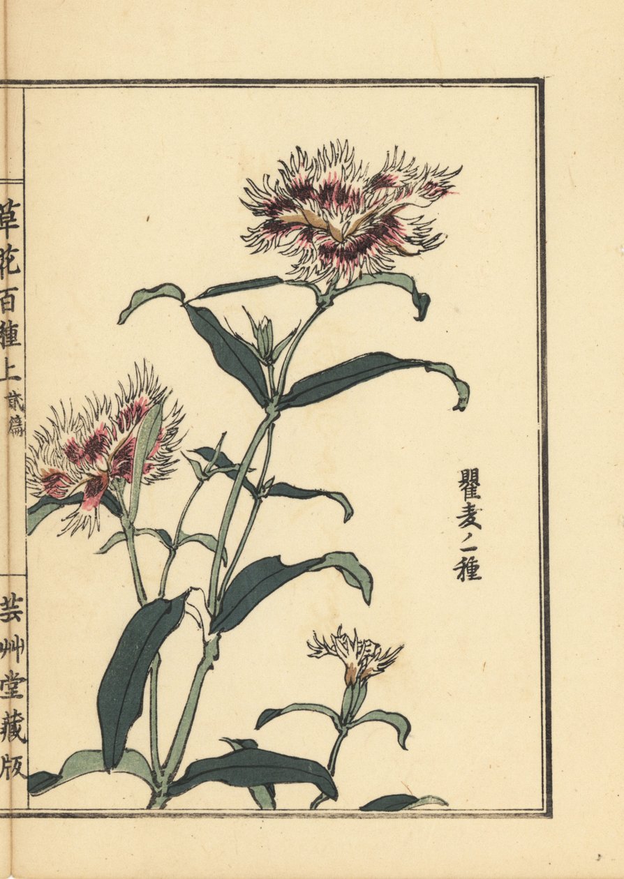 Nadeshiko ou œillet frangé, Dianthus monspessulanus. De Kusa Bana Hyakushu (Cent Variétés de Fleurs), Tokyo, Yamada - Unbekannter Künstler