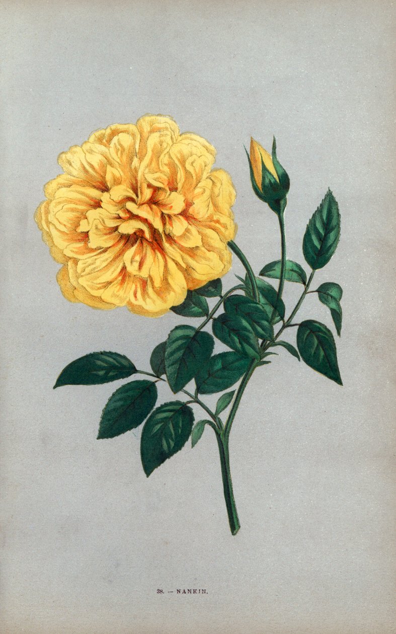Rose de Nanjing, variété jaune de la rose thé élevée par Monsieur Ducher à Lyon en 1871. Chromolithographie dessinée et lithographiée d