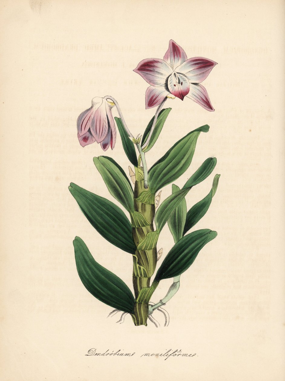 Dendrobium à tige en collier ou orchidée sekikoku, Dendrobium moniliforme. Zincographie coloriée à la main par C. Chabot dessinée par Miss M. A. Burnett de son ouvrage Plantae Utiliores: or Illustrations of Useful Plants, Whittaker, Londres - Unbekannter Künstler