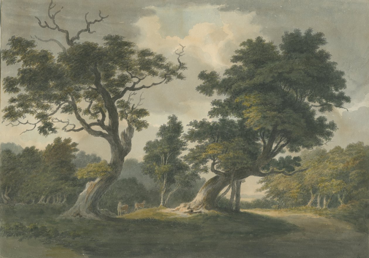 Forêt de Needwood : aquarelle, nd [début du 19e siècle] - Unbekannt