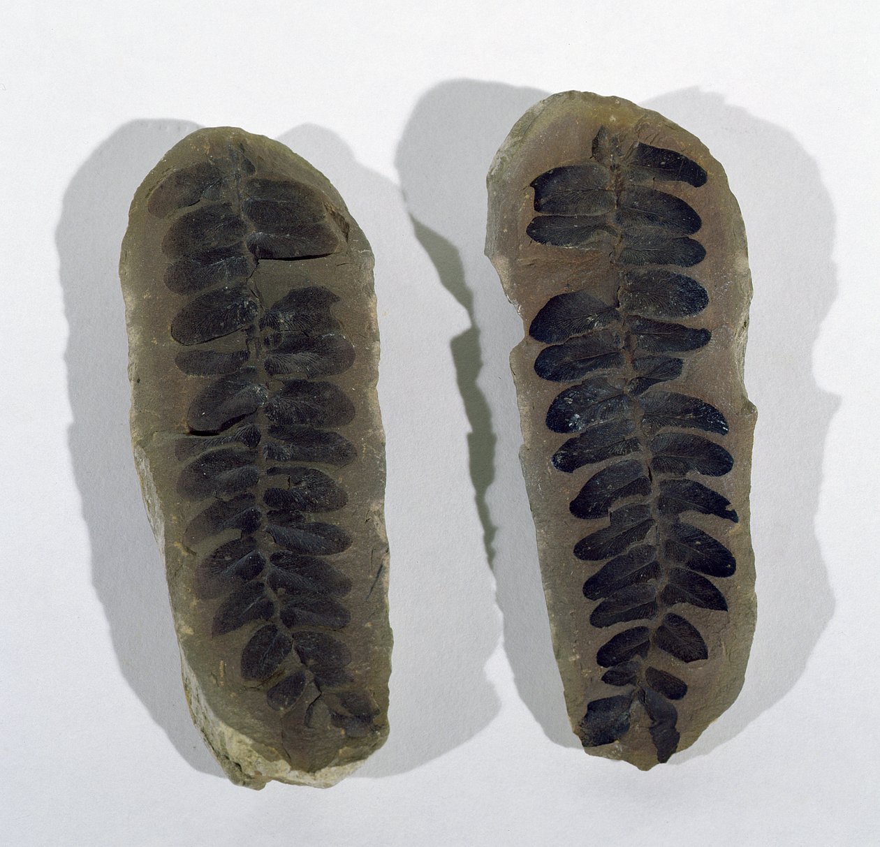 Neuropteris (Fronde de fougère de mer) trouvée à Coseley, Staffordshire, Période Carbonifère Supérieure - Unbekannt