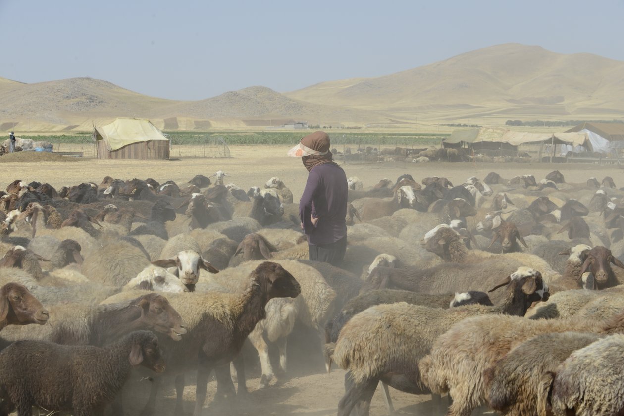 Tentes Nomades entre Tamar et Ashkhaneh, Iran 2022 - Unbekannter Künstler
