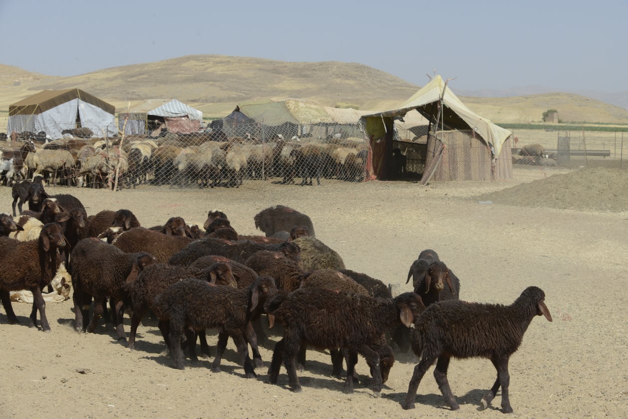 Tentes nomades entre Tamar et Ashkhaneh, Iran 2022 - Unbekannter Künstler