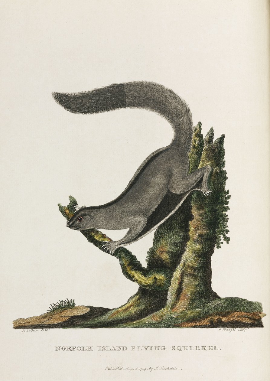 Écureuil volant de l