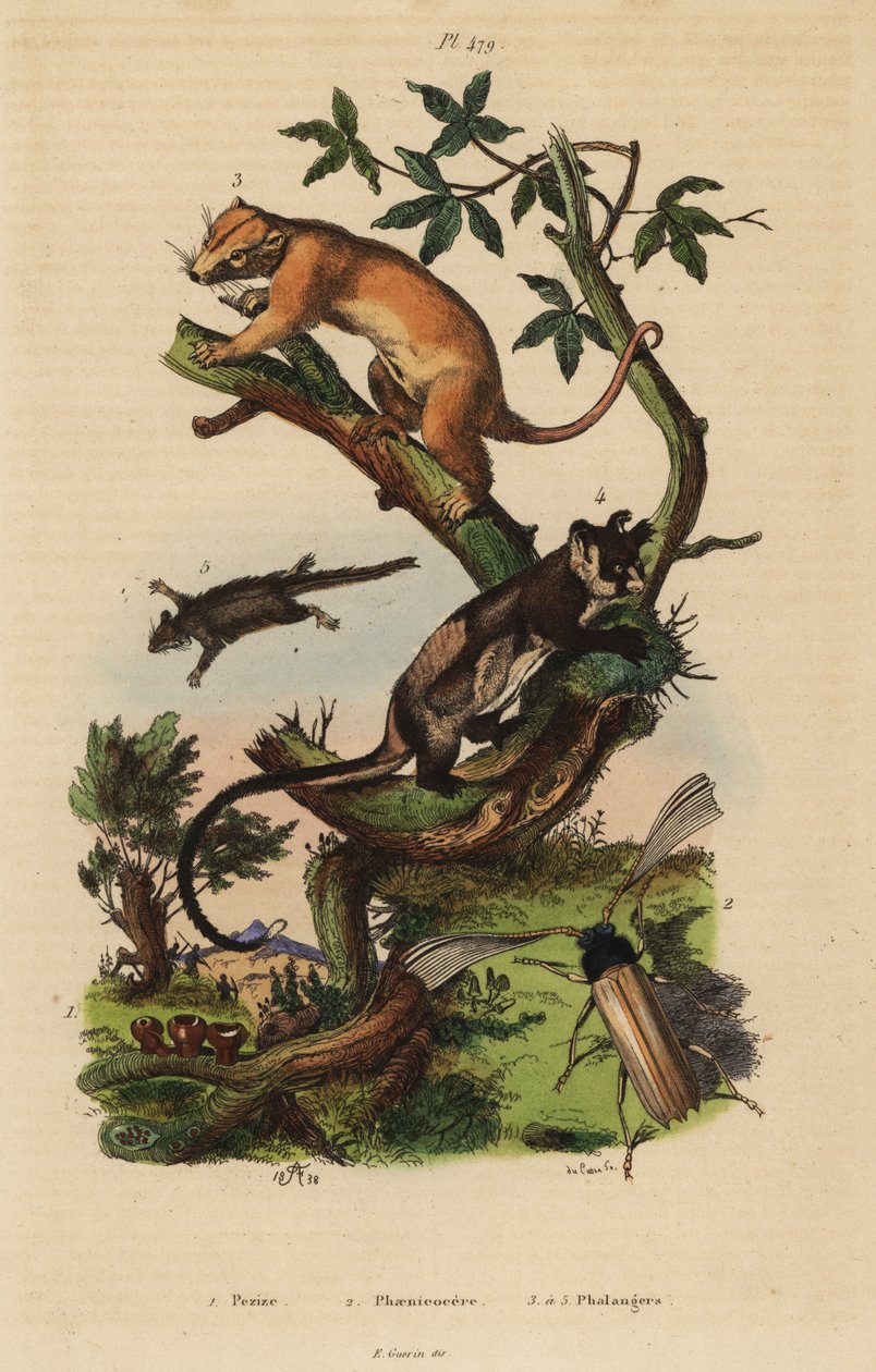 Couscous commun du Nord, Phalanger orientalis, planeur à ventre jaune, Petaurus australis, planeur pygmée, Acrobates pygmaeus, champignon Peziza et scarabée Psygmatocerus wagleri - Unbekannt