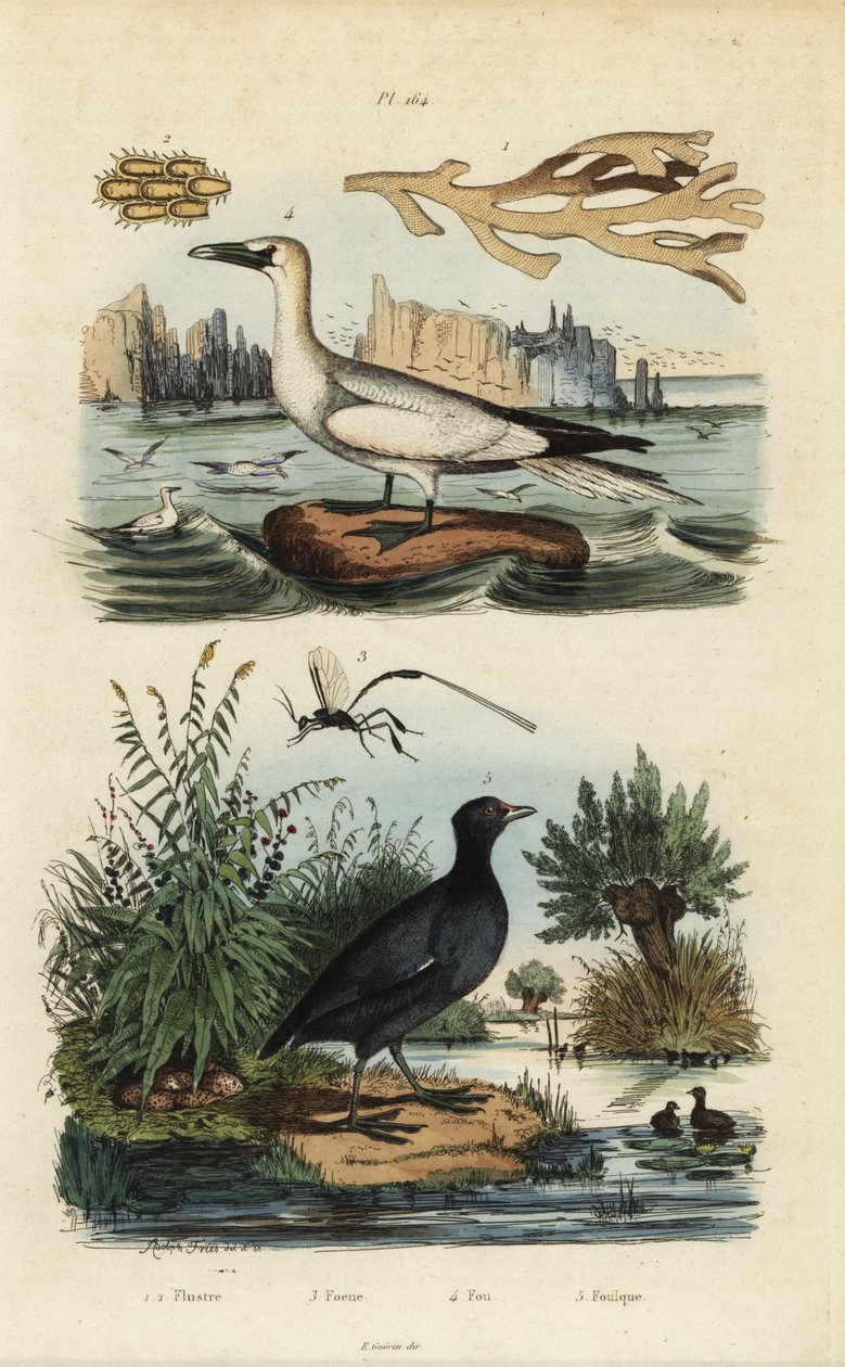 Fou de Bassan, Morus bassanus, foulque à front rouge, Fulica rufifrons, algue Flustra foliacea, et guêpe Gasteruption - Unbekannt