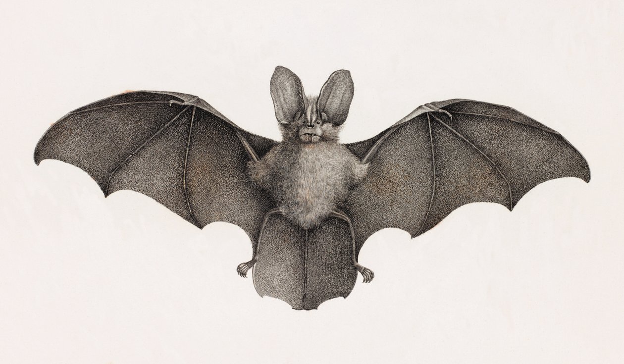 Nyctère de Thébaïde, chauves-souris en Égypte - Unbekannt