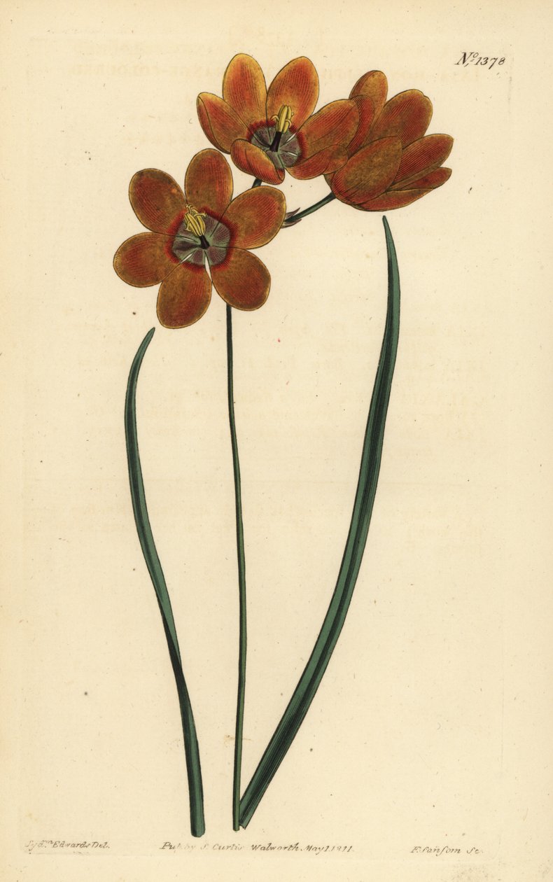 Ixia monadelpha orange - Unbekannt