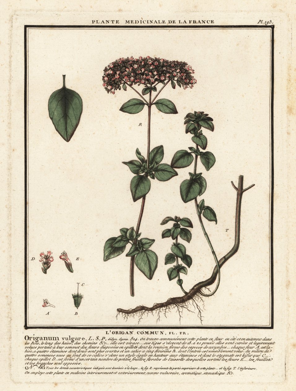 Origan ou marjolaine sauvage, Origanum vulgare - Unbekannter Künstler