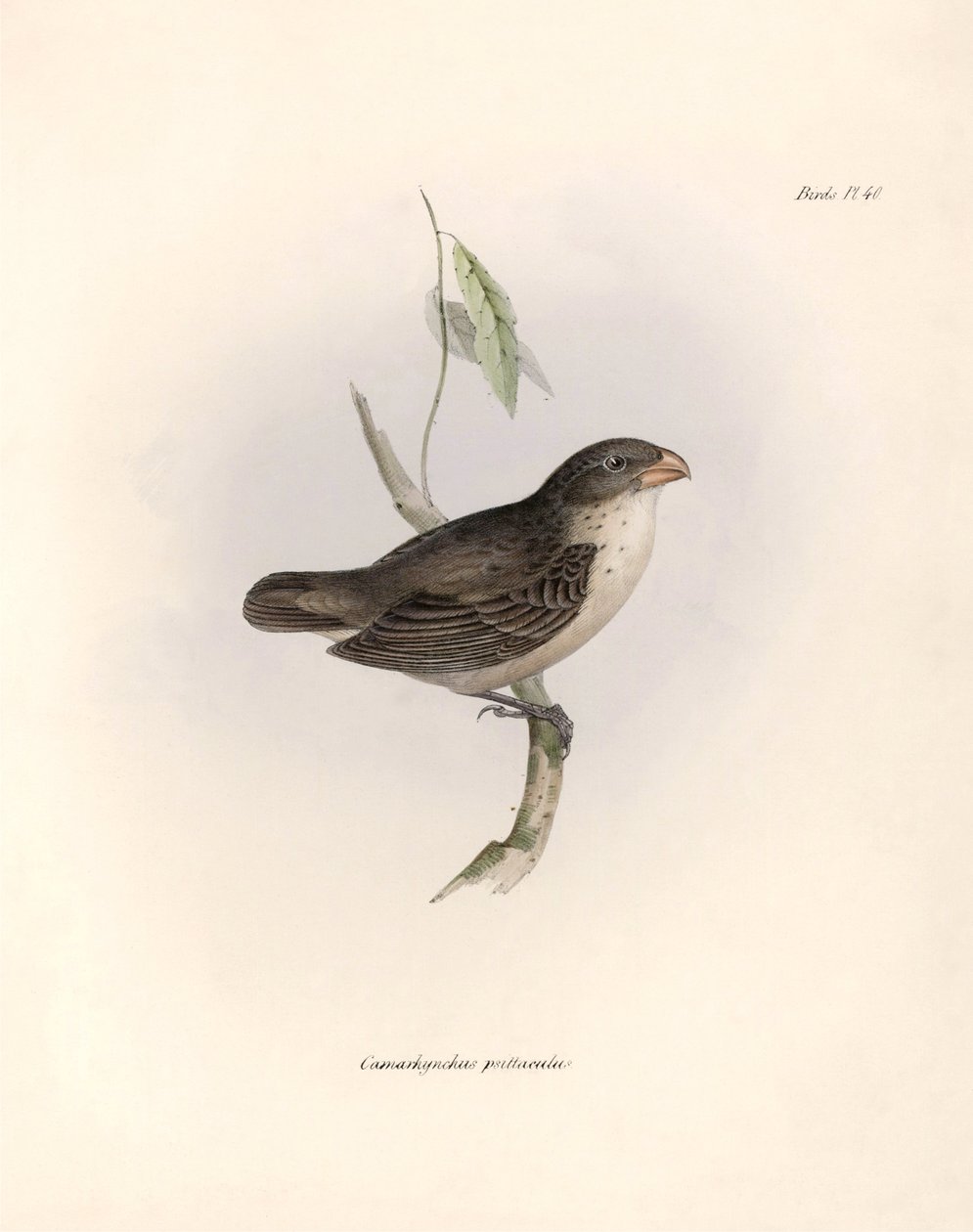 Ornithologie : « Camarhynchus psittaculus ou Geospize psittacin » Description d