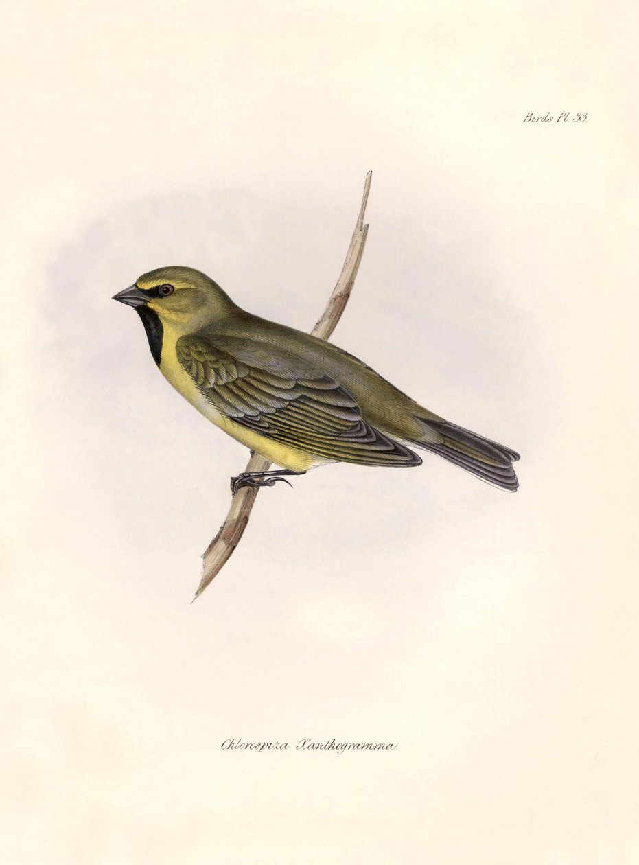 Ornithologie: Chlorospiza xanthogramma, Description d
