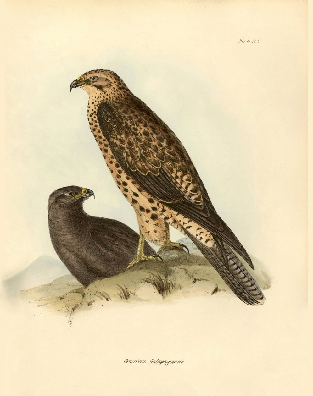 Ornithologie : "Craxirex Galapagoensis" décrit par Charles Darwin (1809-1882) lors de son expédition à bord du Beagle. Planche de "Oiseaux décrits par John Gould, avec notice de leurs habitudes par Charles Darwin" - Unbekannter Künstler