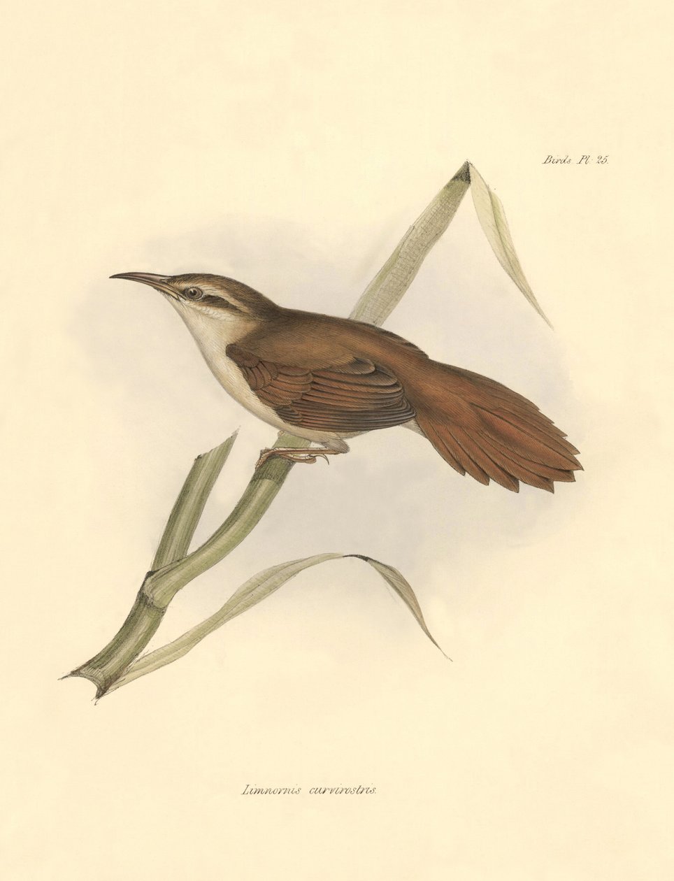 Ornithologie : "Limnornis curvirostris" de la famille des furnariidés décrit par Charles Darwin lors de son expédition à bord du Beagle. Planche de "The zoology of the voyage of H.M.S. Beagle. Flight. III, Birds described by John Gould" - Unbekannter Künstler