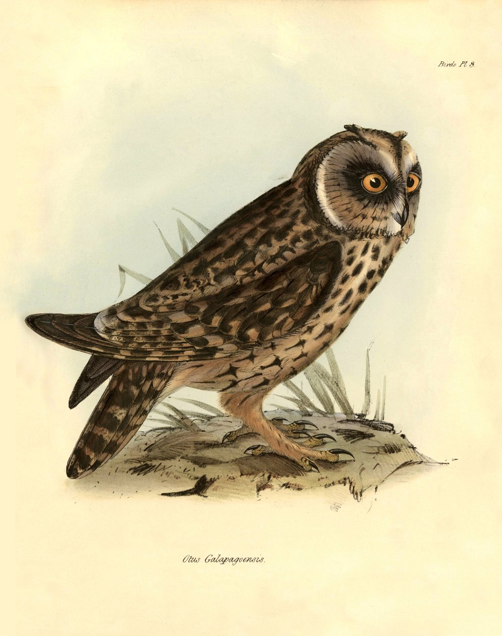 Ornithologie : « Otus Galapagoensis » hibou des Galapagos décrit par Charles Darwin (1809-1882) lors de son expédition à bord du Beagle. Planche de « Oiseaux décrits par John Gould, avec notice de leurs habitudes par Charles Darwin » - Unbekannter Künstler