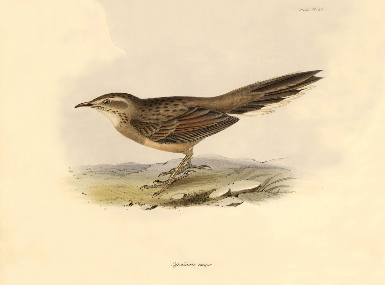 Ornithologie : "Synallaxis major" décrit par Charles Darwin lors de son expédition à bord du Beagle. Planche de "The zoology of the voyage of H.M.S. Beagle. Flight. III, Birds described by John Gould" - Unbekannter Künstler