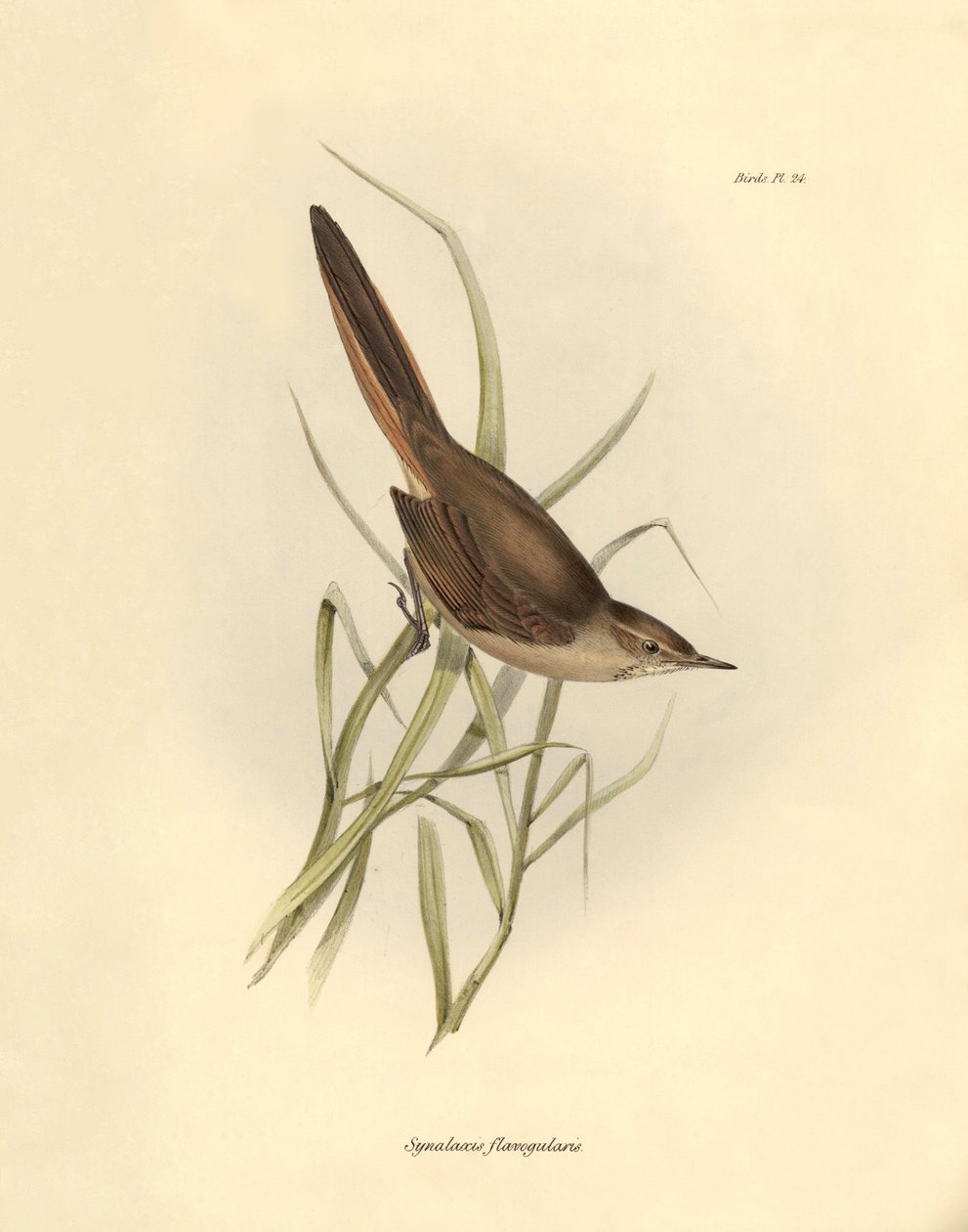Ornithologie : "Synallaxis rufogularis" décrit par Charles Darwin lors de son expédition à bord du Beagle. Planche de "The zoology of the voyage of H.M.S. Beagle. Flight. III, Birds described by John Gould" - Unbekannter Künstler