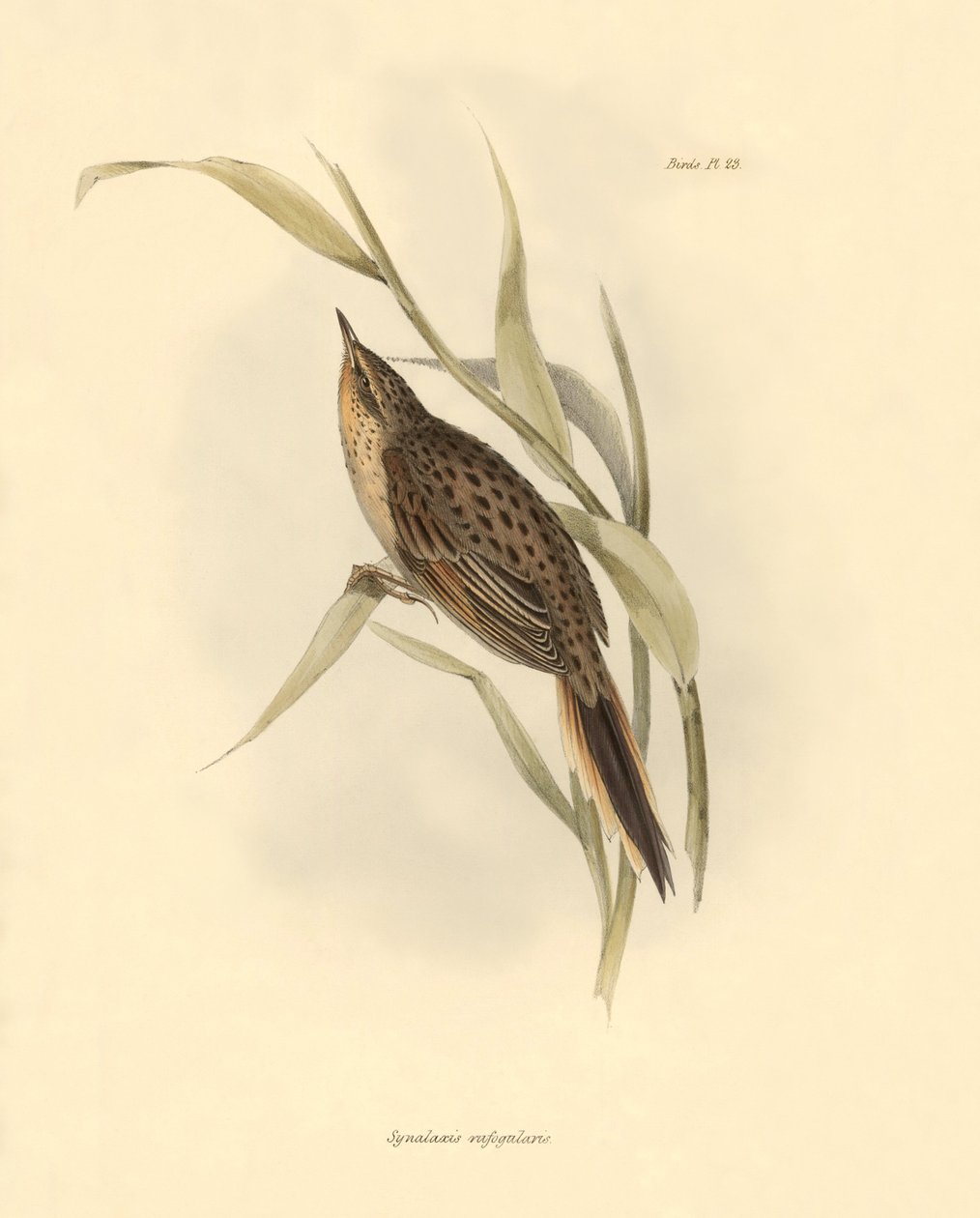 Ornithologie : "Synallaxis rufogularis" décrit par Charles Darwin lors de son expédition à bord du Beagle. Planche de "The zoology of the voyage of H.M.S. Beagle. Flight. III, Birds described by John Gould" - Unbekannter Künstler