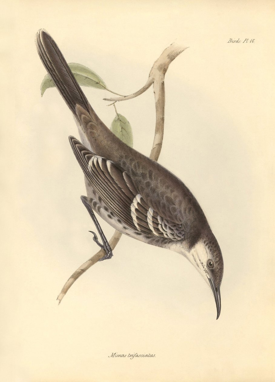 Ornithologie : Le "Mimus trifasciatus" de la famille des moqueurs décrit par Charles Darwin lors de son voyage d