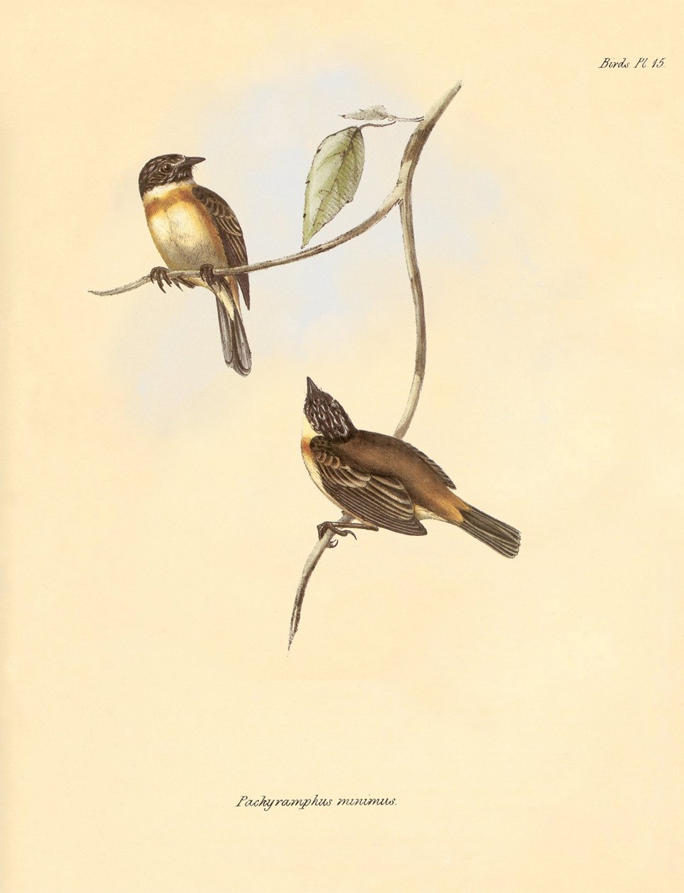 Ornithologie : Le "Pachyramphus minimus" de la famille des hêtres décrit par Charles Darwin lors de son voyage d