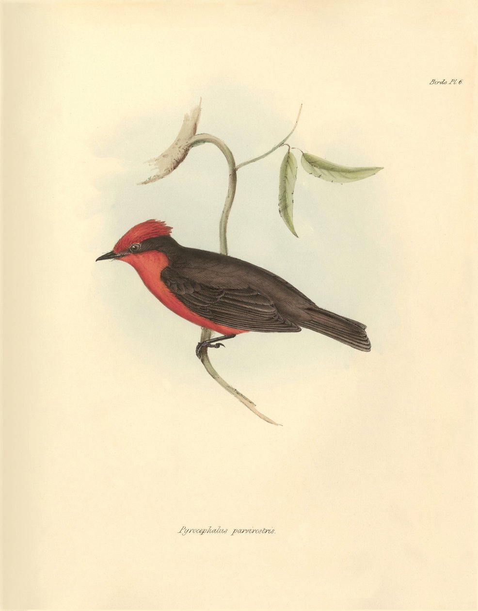 Ornithologie : Pyrocephalus parvirostris, oiseau décrit par Charles Darwin lors de son voyage d