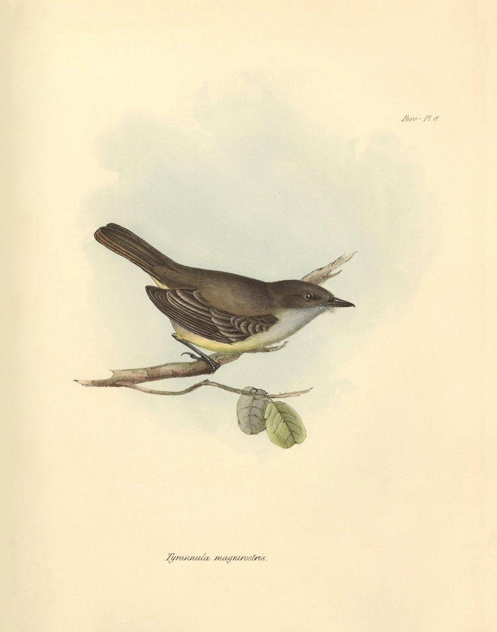 Ornithologie : Le « Tyrannula magnirostris » de la famille des oiseaux décrit par Charles Darwin lors de son voyage d
