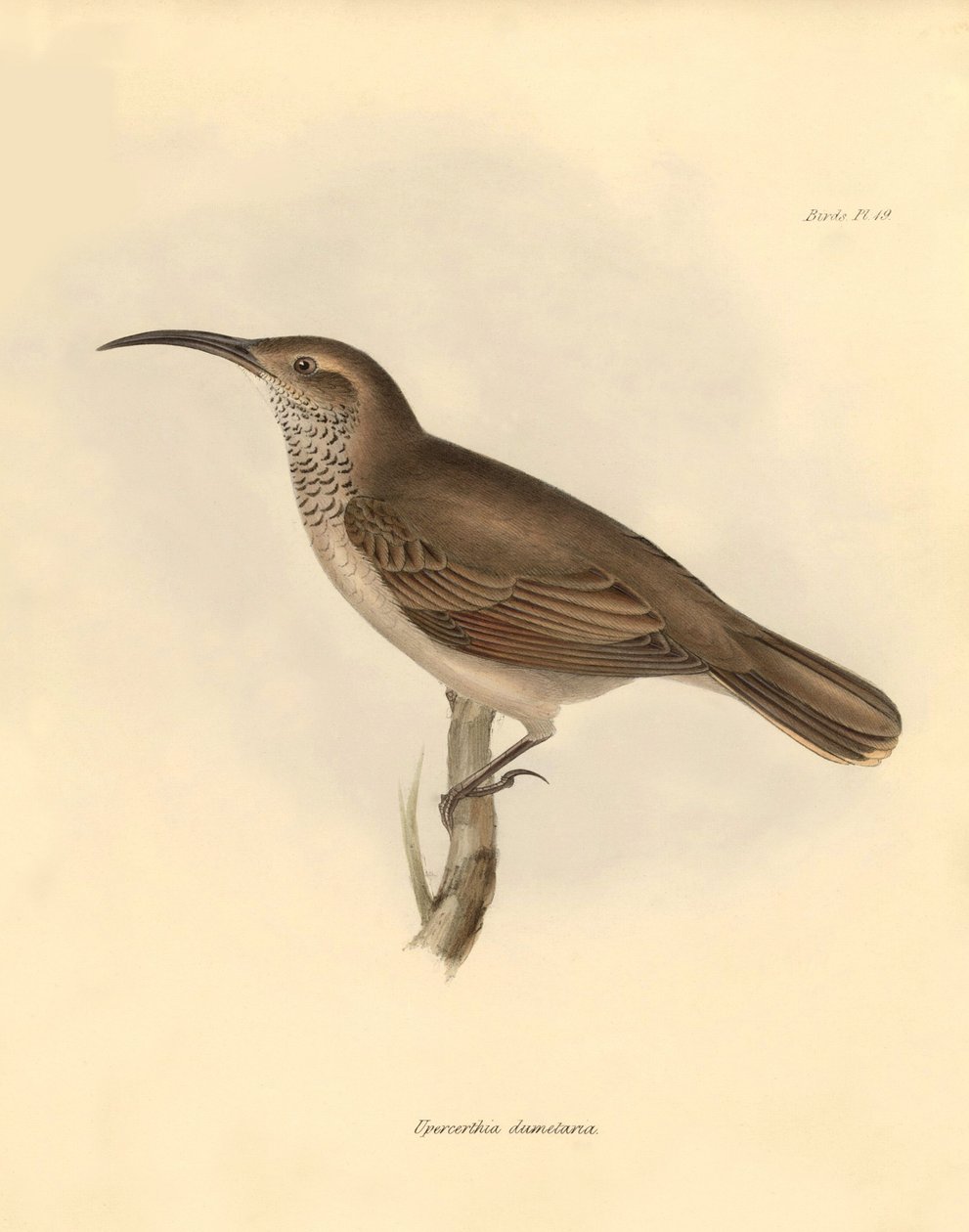 Ornithologie : Le "Upercerthia dumetaria" décrit par Charles Darwin lors de son voyage d