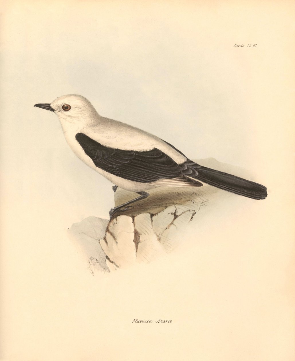 Ornithologie : Le « fluvicola azarea » ou gobe-mouche décrit par Charles Darwin lors de son voyage d