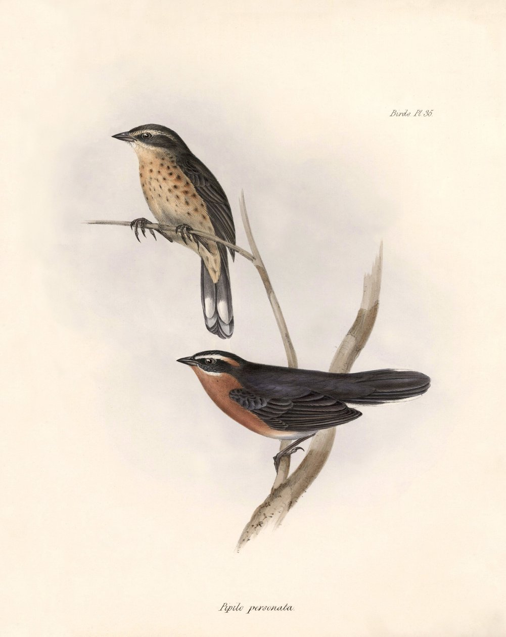 Ornithologie : "Tohi (ou pipilo)" Description d