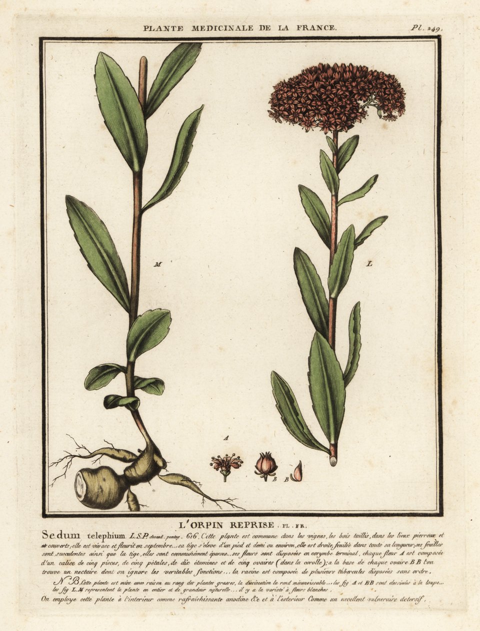 Orpin, Sedum telephium - Unbekannter Künstler
