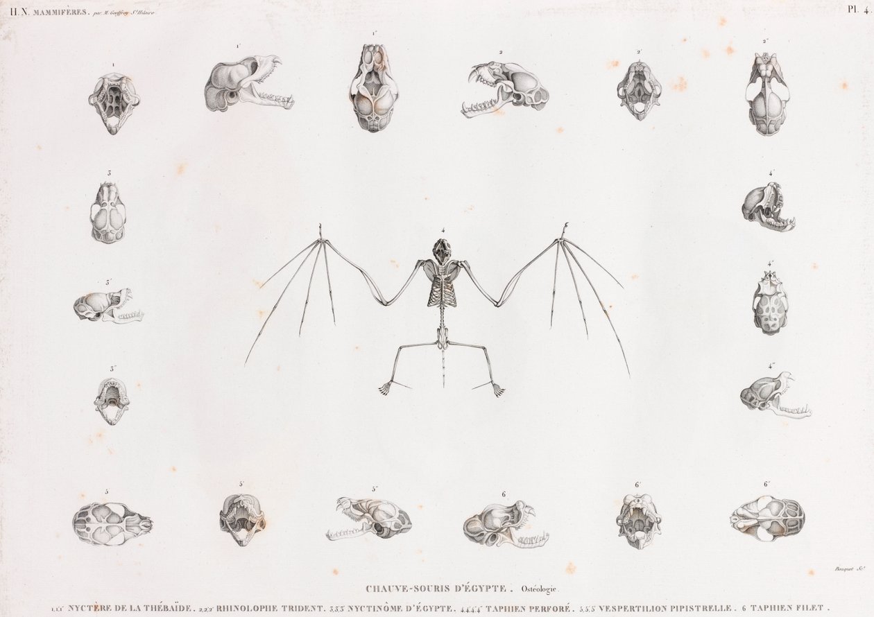Ostéologie des chauves-souris en Égypte - Unbekannt