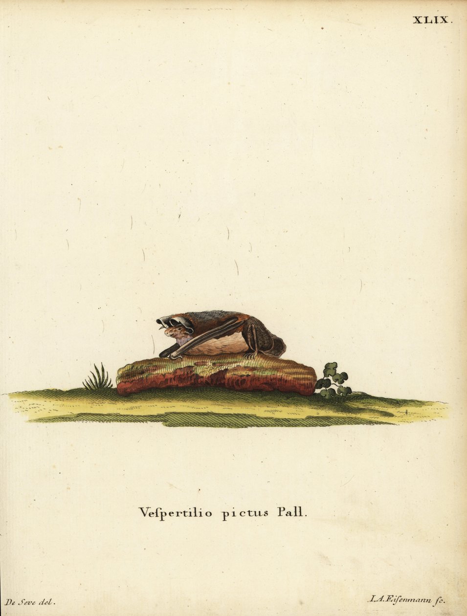 Chauve-souris laineuse peinte, Kerivoula picta. Vespertilio pictus Linn. Gravure sur cuivre en couleur par Jakob Andreas Eisenmann d