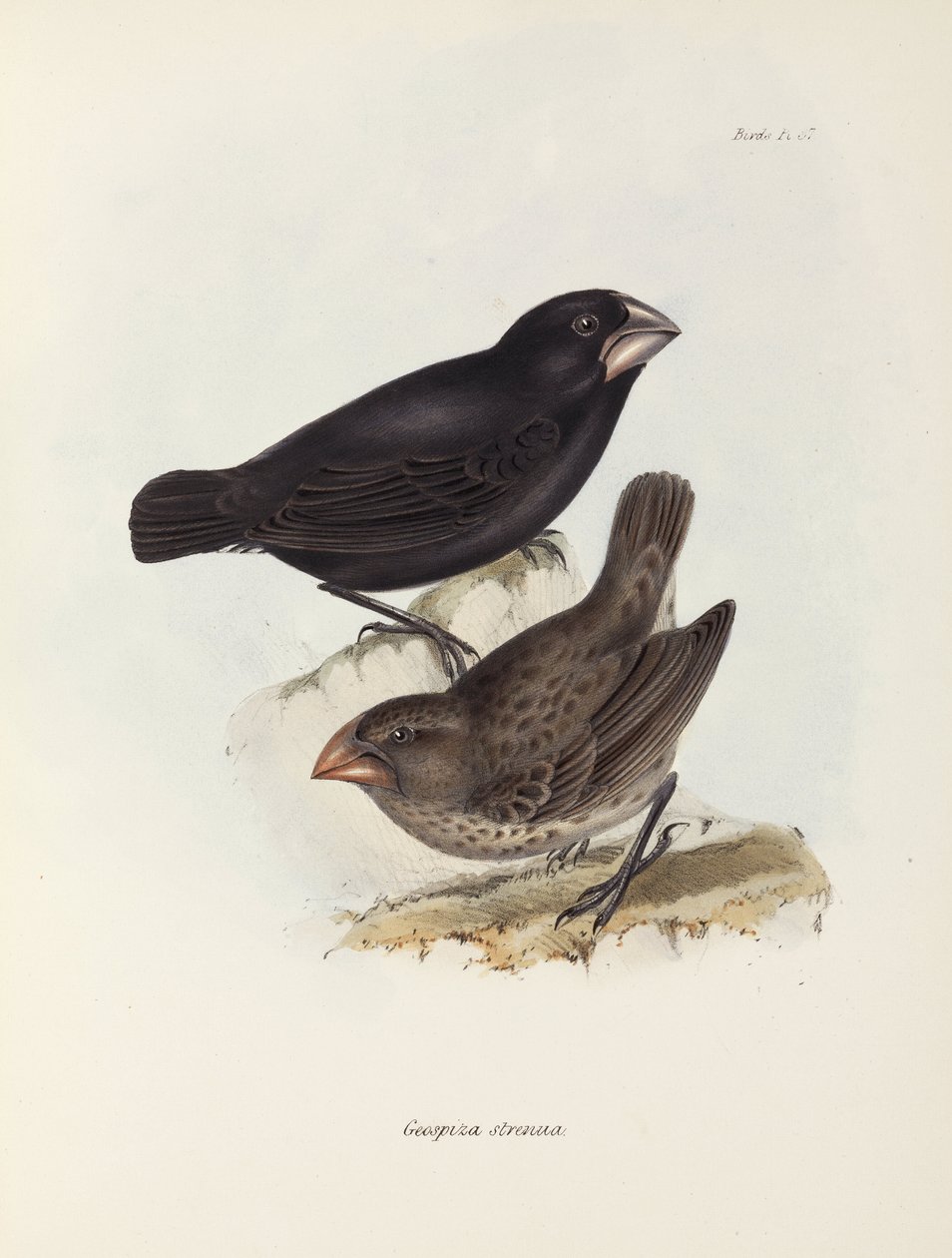 Paire de pinsons, îles Galápagos, vers 1832-1836 - Unbekannt