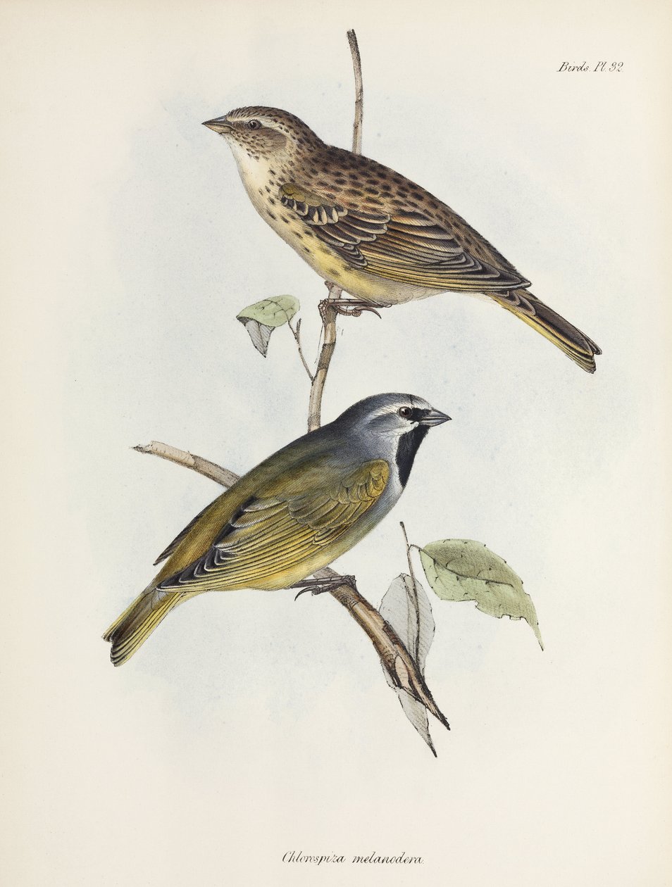 Paire de moineaux ou de pinsons, vers 1832-1836 - Unbekannt