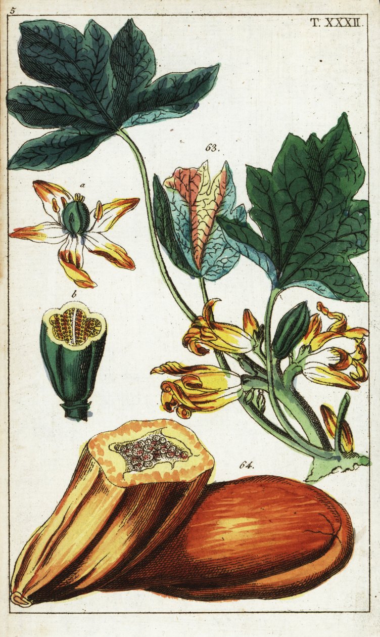 Fruit de papaye, section, fleurs et feuilles, Carica papaya - Unbekannter Künstler