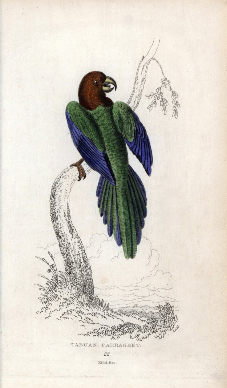 Perruche pumpadour, Prosopeia tabuensis. Psittacus tabuensis. Lithographie de Joseph Kidd, d
