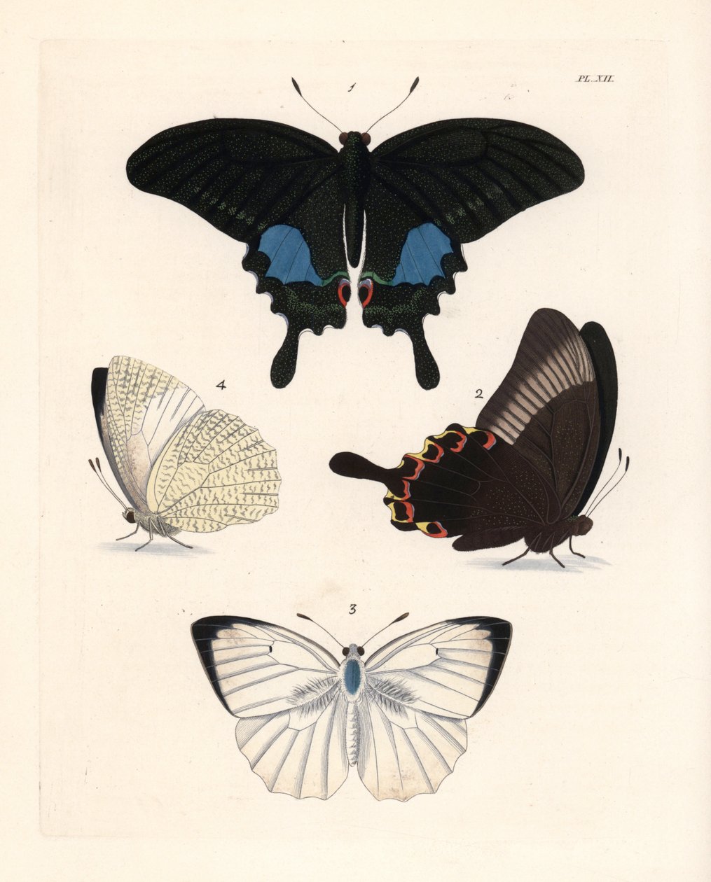 Papillon paon de Paris, Papilio paris 1,2, et émigrant marbré, Catopsilia pyranthe? 3.4. Lithographie colorée à la main tirée de la nouvelle édition de John O. Westwood de « Illustrations of Exotic Entomology » de Dru Drury, Bohn, Londres - Unbekannter Künstler