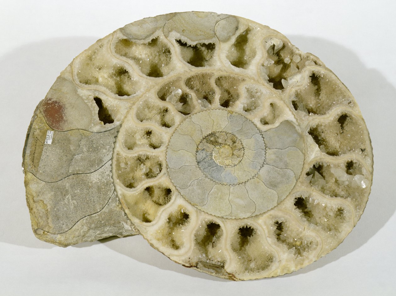 Parkinsonia (Ammonite) trouvée dans le Dorset, période jurassique moyenne - Unbekannt