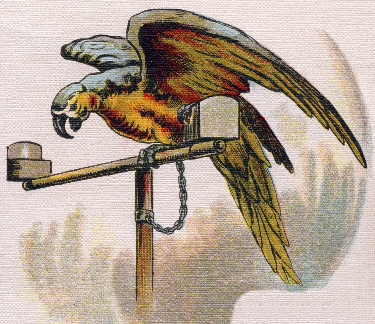 Perroquet sur un perchoir. Gravure dans "ABC L