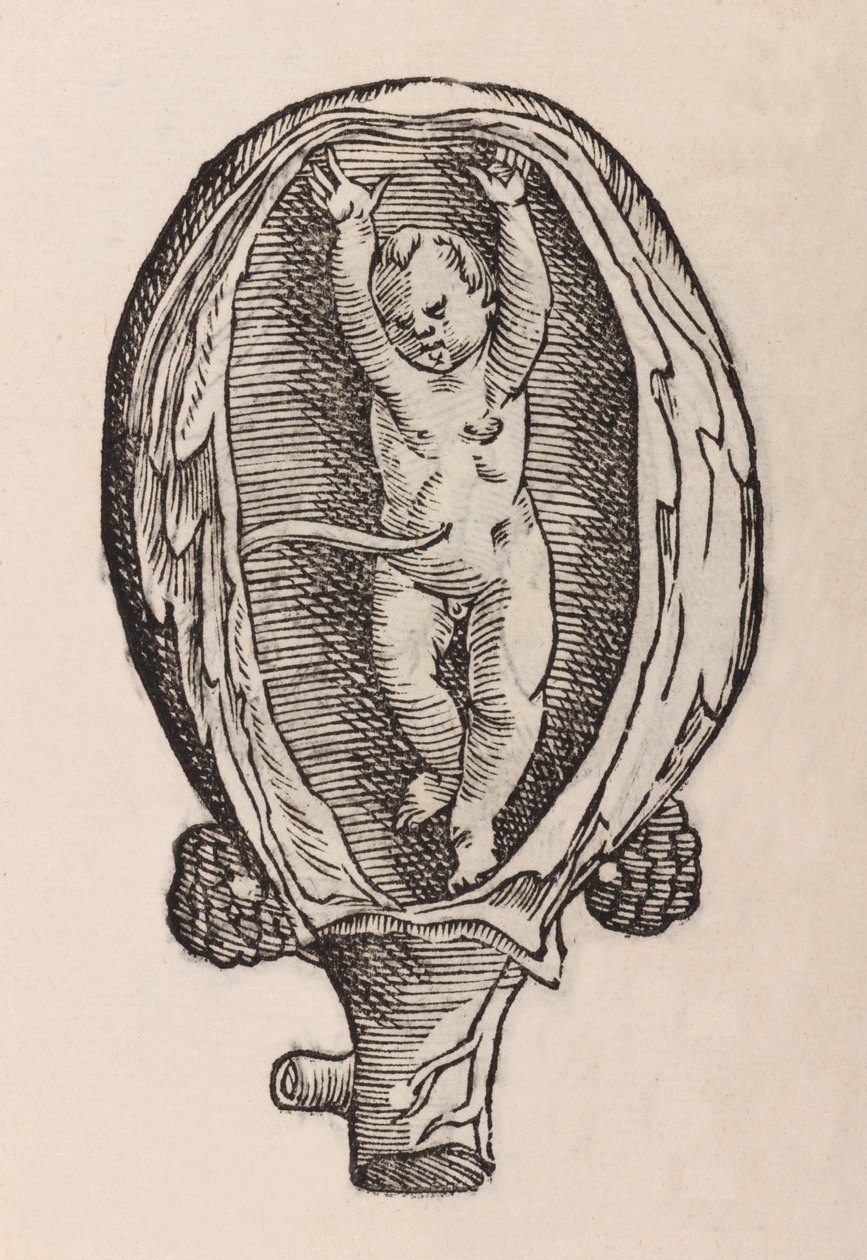Partus non naturalis manibus funra canut porrectie - Unbekannt