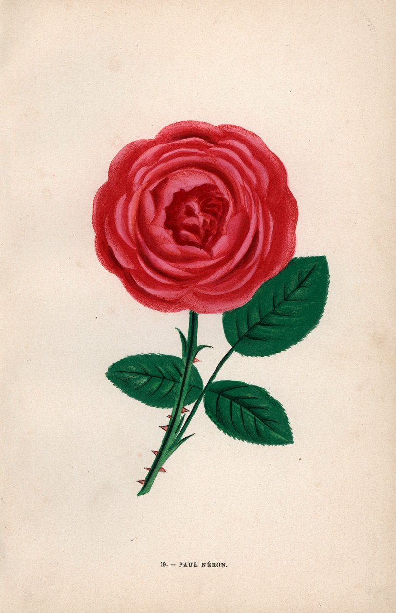 Rose Paul Néron, hybride écarlate élevée par Monsieur Levet à Lyon en 1869. Chromolithographie dessinée et lithographiée d