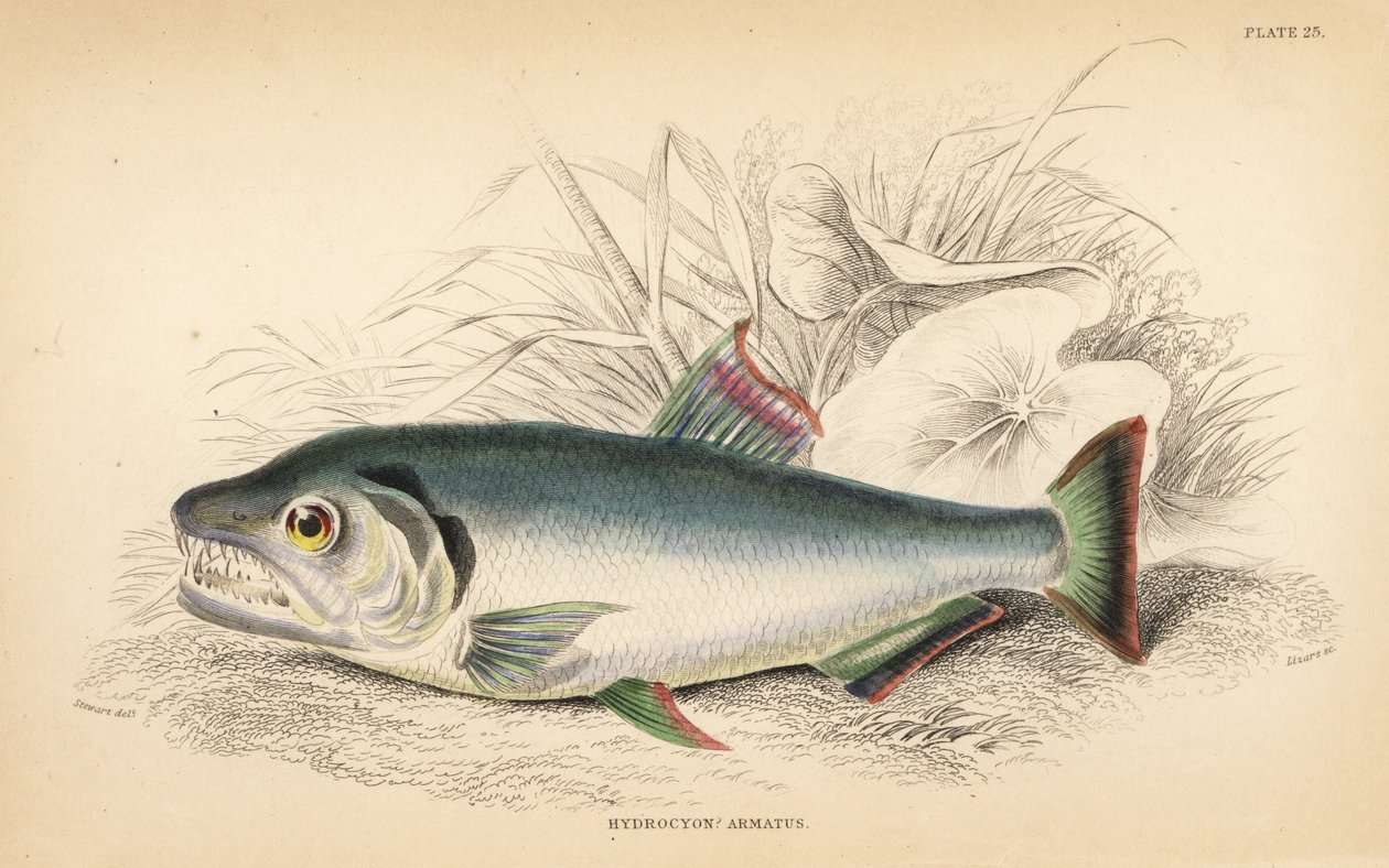 Payara, Hydrolycus armatus (Hydrocyon à dents fortes, Hydrocyon? armatus). Gravure à l