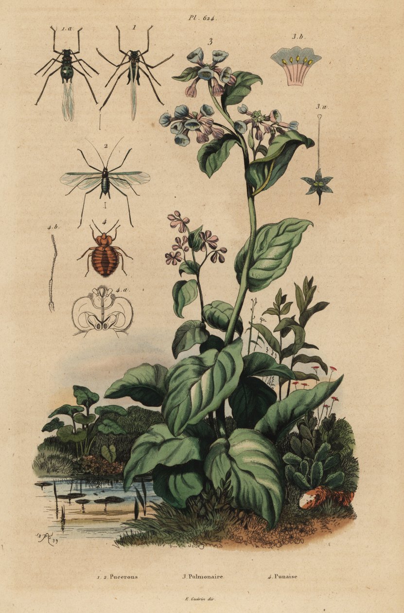 Puceron du pêcher, Myzus persicae 1, puceron du rosier, Macrosiphum rosae 2, campanule de Virginie, Mertensia pulmonarioides 3, et punaise de lit, Cimex lectularius 4 - Unbekannt