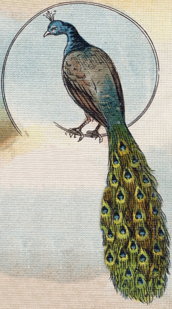 Paon. Gravure dans "Alphabet de ma petite fille". Bernardin-Bechet et Fils, libraires-éditeurs, Paris, vers 1895. - Unbekannt