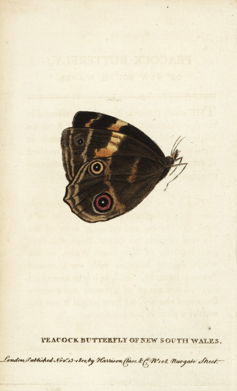 Papillon paon de la Nouvelle-Galles du Sud - Unbekannter Künstler