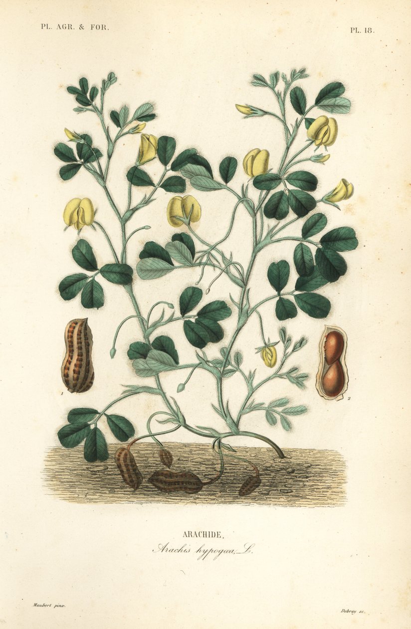 Arachide, Arachis hypogaea - Unbekannt