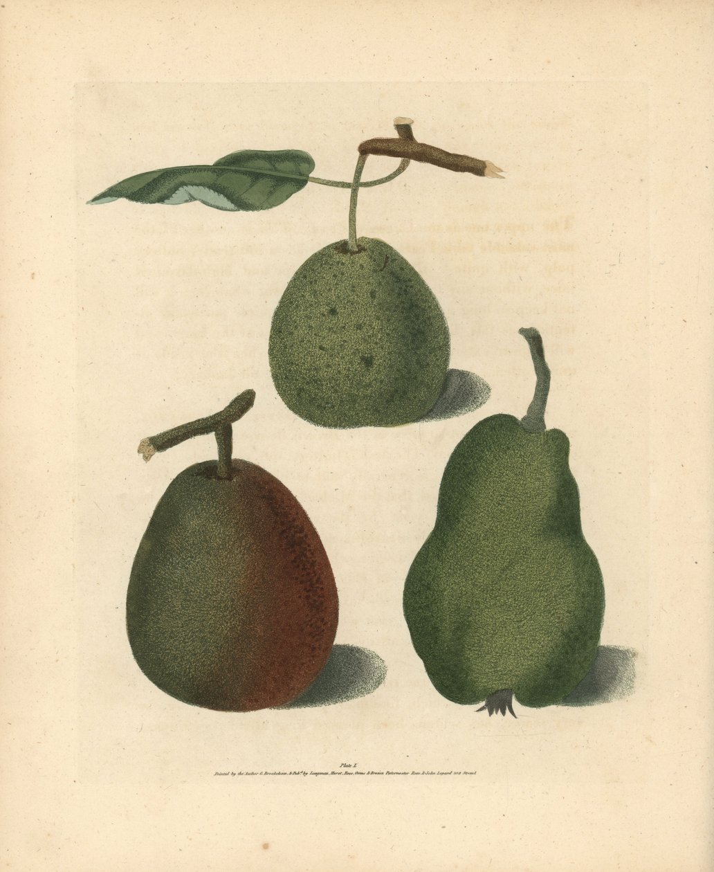 Variétés de poires, Pyrus communis : Cressan, Bergamote de Gansell et Bon Chrétien d